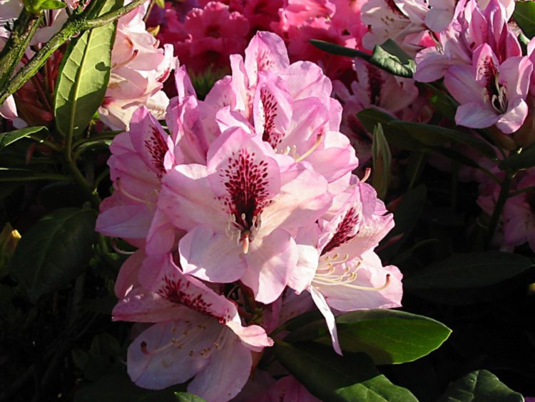 Rhododendron Hybr.'Herbstfreude', Rhododendron-Hybride 'Herbstfreude' rosa