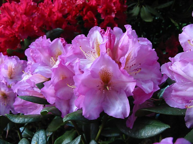 Rhododendron Hybr.'Lavender Princess', Rhododendron-Hybride 'Lavender Princess'