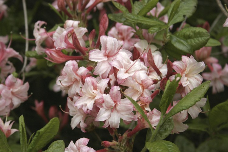 Rhododendron lut.'Corneille', Sommergrüne Azalee weiß rose
