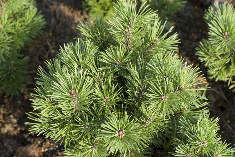 Pinus mugo 'Mops', Kugel-Kiefer 'Mops'