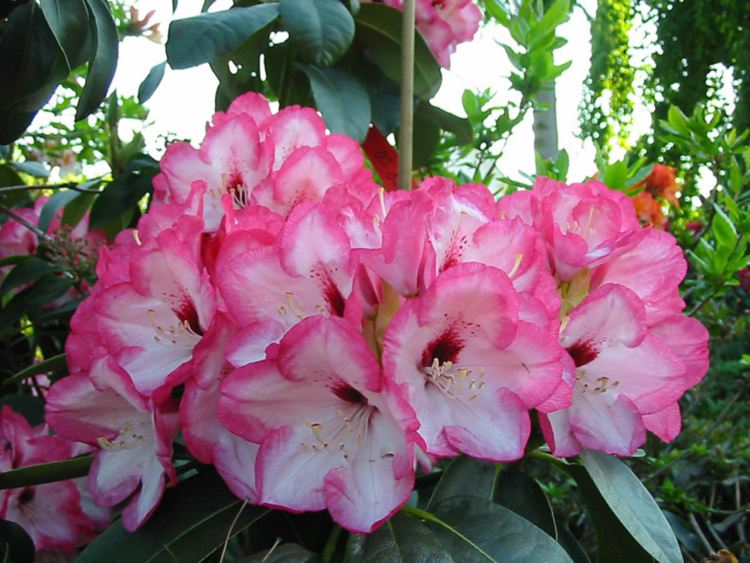 Rhododendron Hybr.'Bordüre', Rhododendron-Hybride rosa mit rotem Fleck