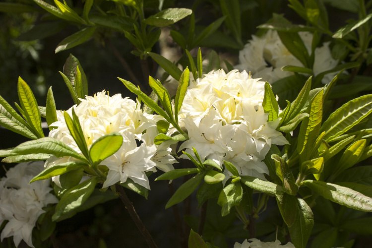 Rhododendron mixtum 'Schneeköpfchen', Rhododendron mixtum weiß