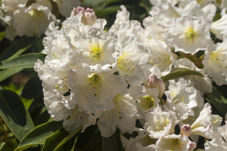 Rhododendron Hybr.'INKARHO-Dufthecke', wei, Rhododendron-Hybr.weiß
