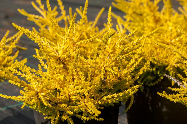Calluna vulgaris 'Hannover', Sommerheide gelb laubig