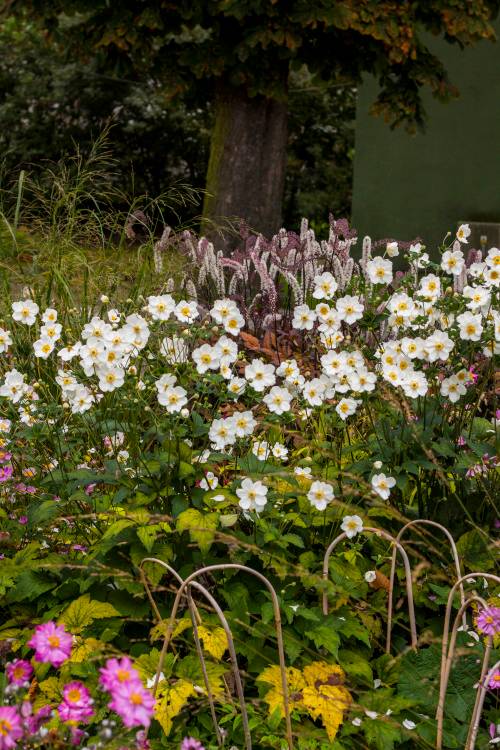 Anemone japonica 'Honorine Jobert', Garten-Herbst-Anemone weiß