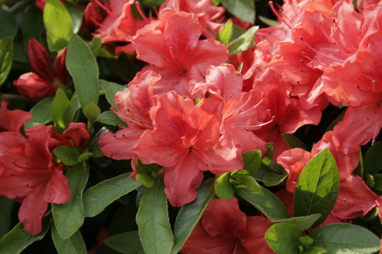 Rhododendron obt.'Evita'  -S-, späte jap. Azalee, leuchtend orangenrot
