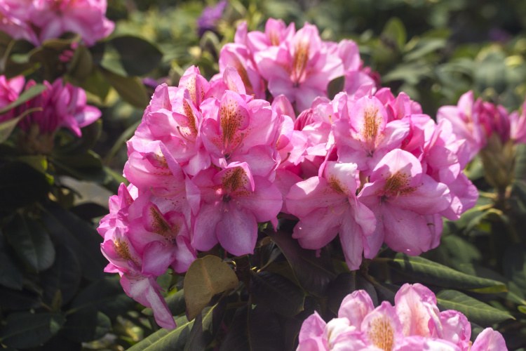 Rhododendron Hybr.'Arkadius'  -R-, Rhododendron-Hybride rosa mit Fleck