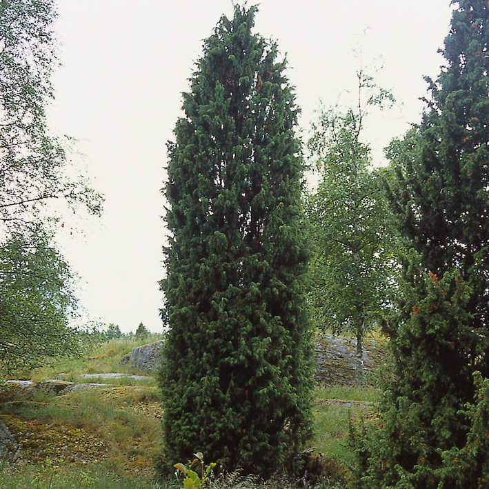 Juniperus communis, Wacholder Wildform
