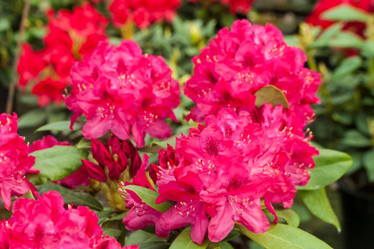 Rhododendron Hybr.'Nova Zembla', Rhododendron-Hybride 'Nova Zembla'