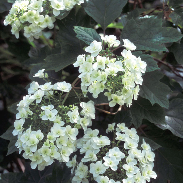 Hydrangea quercifolia 'Snowflake', Eichenblättr.Hortensie 'Snowflake' weiß