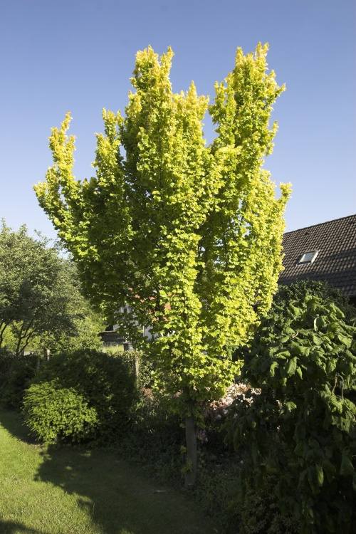 Ulmus carpinifolia 'Wredei', Säulen-Goldulme, gelbes Laub