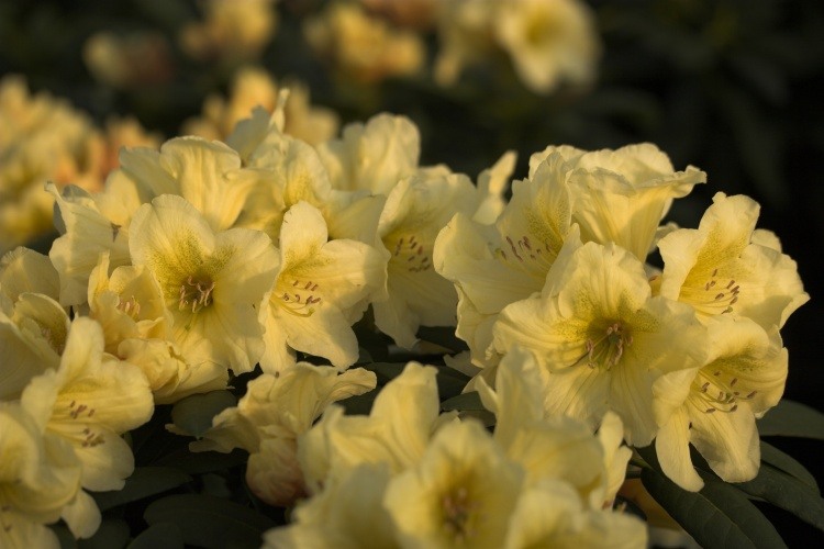 Rhododendron Hybr.'Karibia'  -R-, Rhododendron-Hybride 'Karibia'  -R- gelb