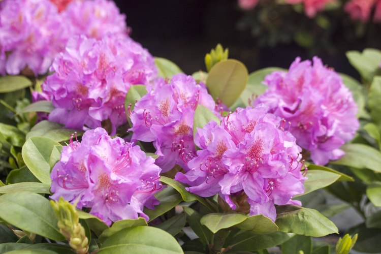 Rhododendron Hybr.'Pink Purple Dream'  -R-, Rhodo.-Hybride 'Pink Purple Dream'