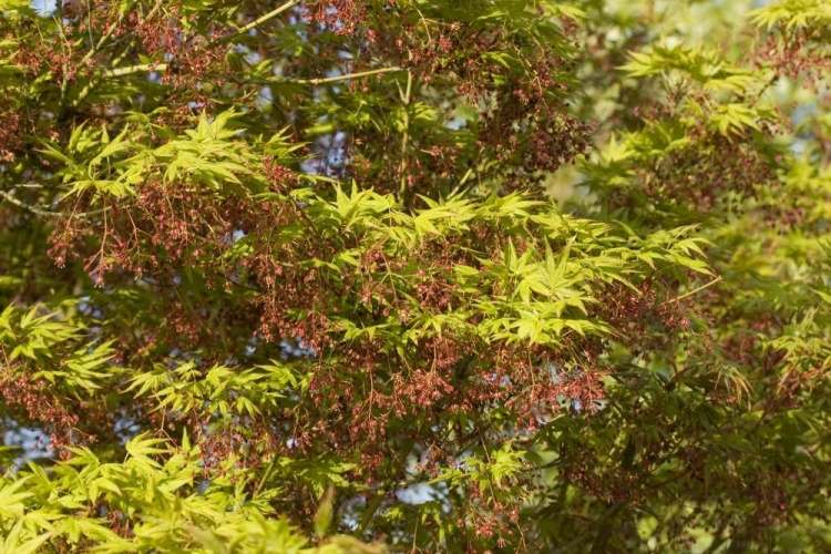 Acer palmatum, Fächerahorn grün