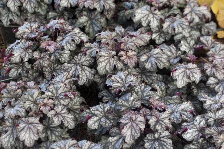 Heuchera micrantha 'Blackberry Jam', Kleinblütiges Garten-Silberglöckchen