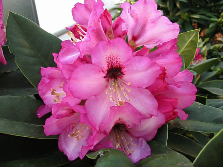 Rhododendron calophytum 'Caramba', Rhododendron calophytum pink, roter Fleck