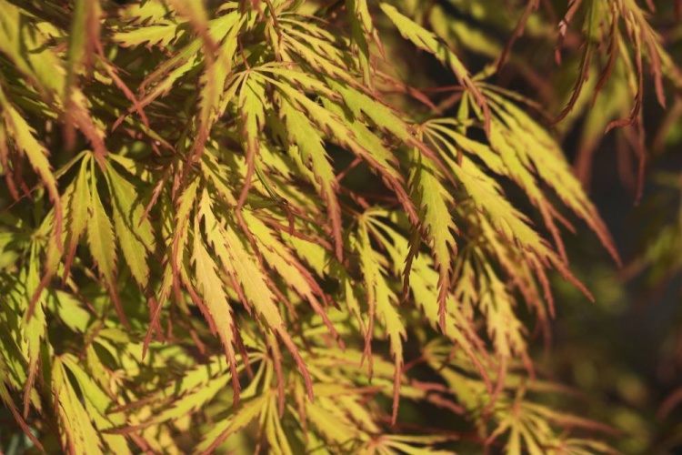 Acer palmatum 'Spring Delight', Fächerahorn 'Spring Delight'  grün