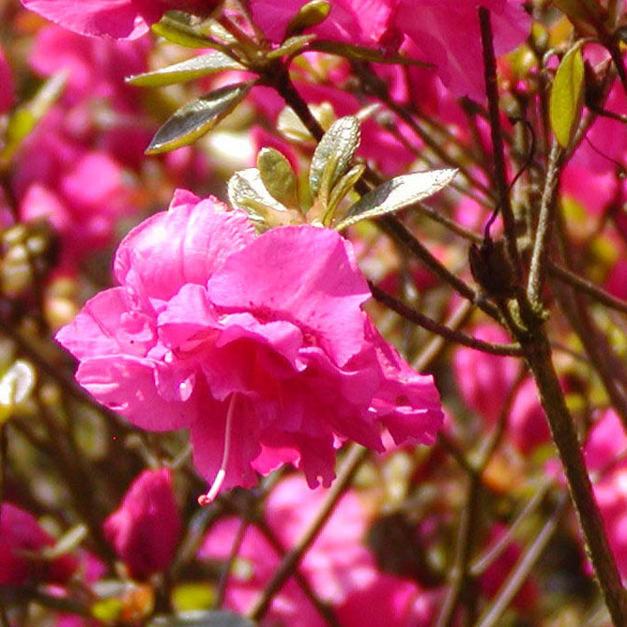 Rhododendron obt.'Petticoat'  -R-, Japanische Azalee rosa gefüllt