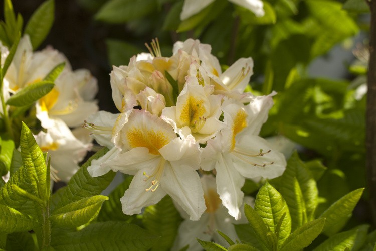 Rhododendron lut.'Persil', Sommergrüne Azalee weiß mit gelb