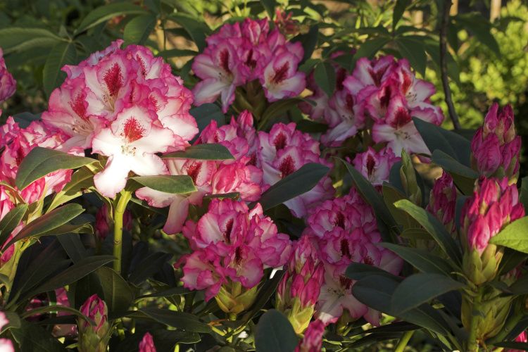 Rhododendron Hybr.'Hachmann's Charmant'-S-, Rhododendron-Hybride rosa Rand, rote Mitte