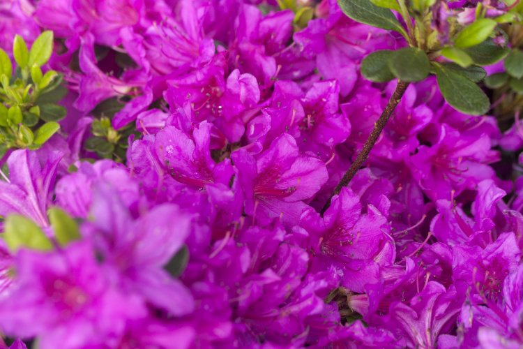 Rhododendron obt.'Lady Dark' ®, japanische Azalee purpurviolett