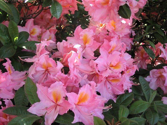 Rhododendron lut.'Raimunde', Sommergrüne Azalee hell- purpurrosa