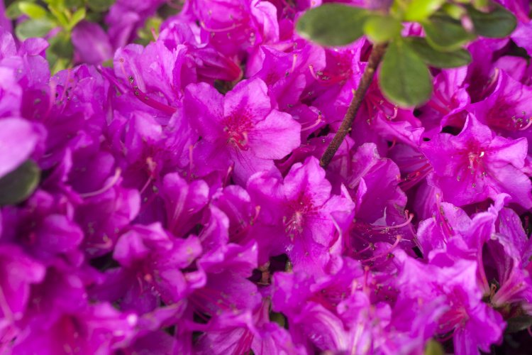 Rhododendron obt.'Lady Dark' ®, japanische Azalee purpurviolett