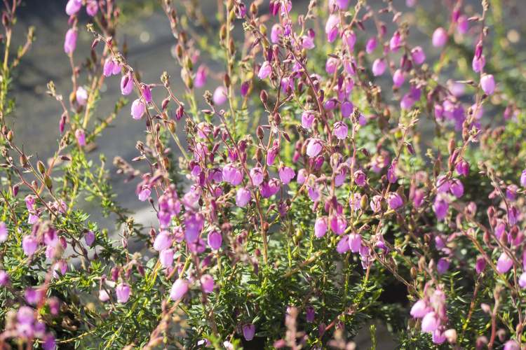 Daboecia cantabrica 'Globosa Pink', Irische Heide 'Globosa Pink'