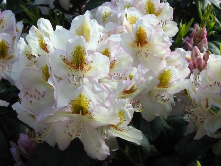 Rhododendron Hybr.'Albarello', Rhododendron-Hybride 'Albarello' weiß