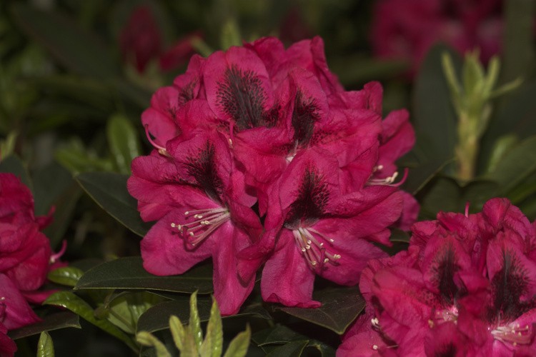 Rhododendron Hybr.'Sarasate', Rhododendron-Hybride 'Sarasate' rot