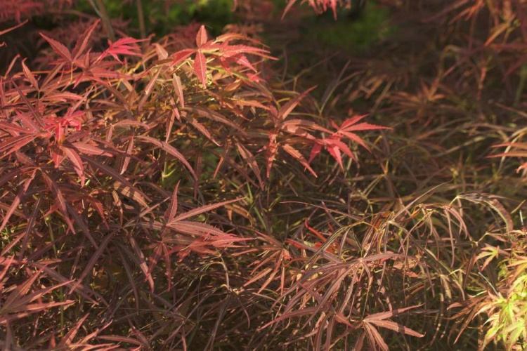 Acer palmatum 'Red Pygmy', Fächerahorn 'Red Pygmy' rot