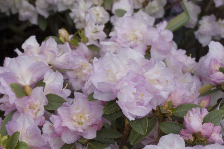 Rhododendron dauric.'April Reign', Rhododendron dauric.zartrose