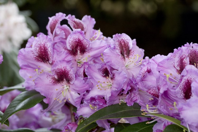 Rhododendron Hybr.'Pfauenauge'  -R-, Rhododendron-Hybride 'Pfauenauge'