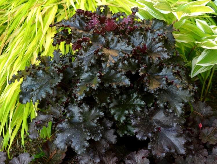 Heuchera villosa 'Black Taffeta', Garten-Purpurglöckchen