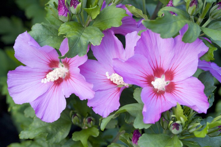 Hibiscus syriacus 'Russian Violet', malevenlila 'Russian Violet'