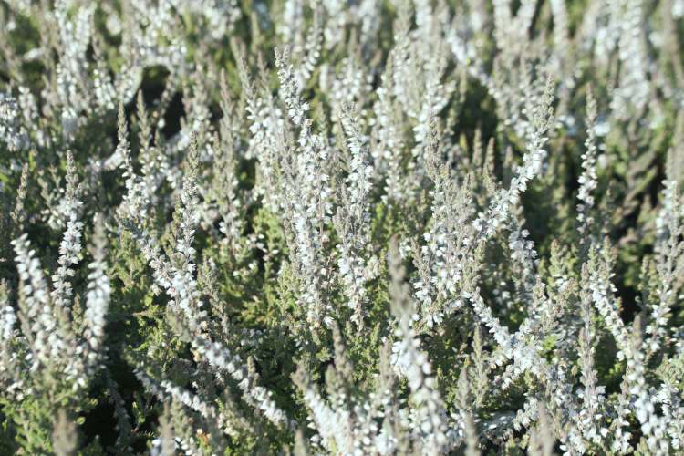 Calluna vulgaris 'Beoley Silver', Besenheide 'Beoley Silver' weiß