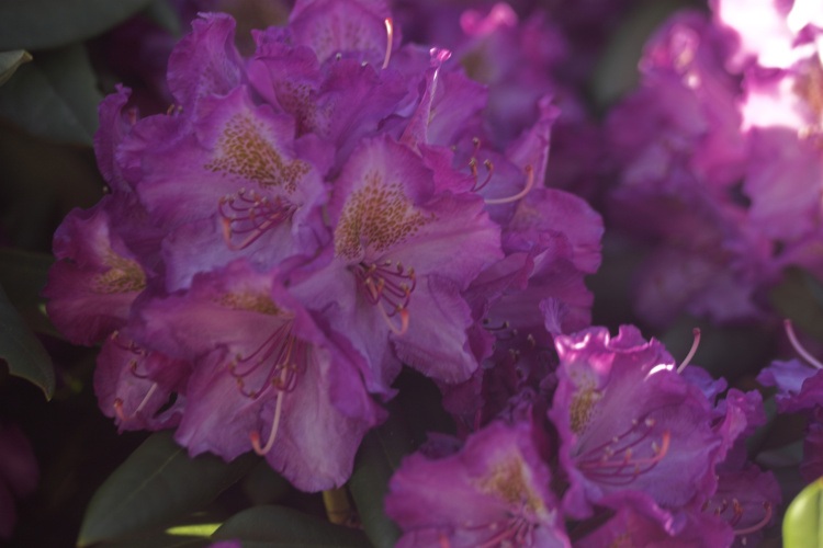 Rhododendron yak.'Bohlken's Lupinenbg.'-R-, Yaku-Rhododendr.violett