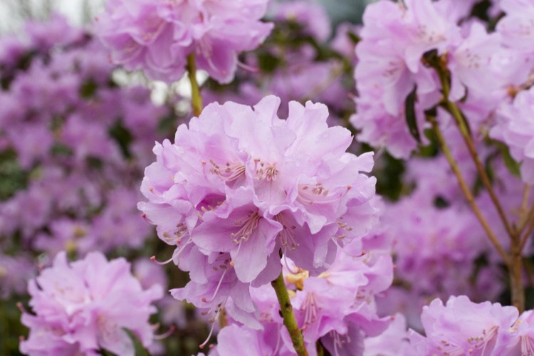 Rhododendron 'Praecox', Rhododendron zart lila