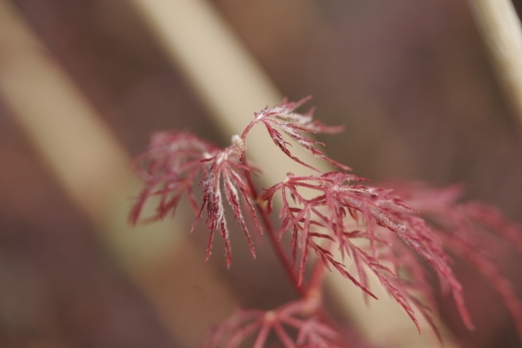 Acer palmatum 'Red Filigree Lace', roterr sehr fein geschlitzter Ahorn