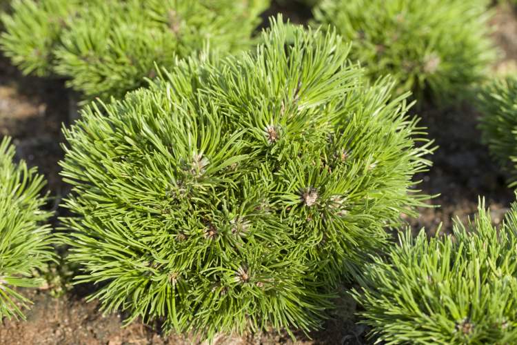 Pinus uncinata 'Grüne Welle', Zwerg-Kiefer 'Grüne Welle'