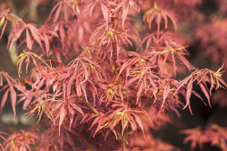Acer palmatum 'Jerre Schwartz', Fächerahorn rot