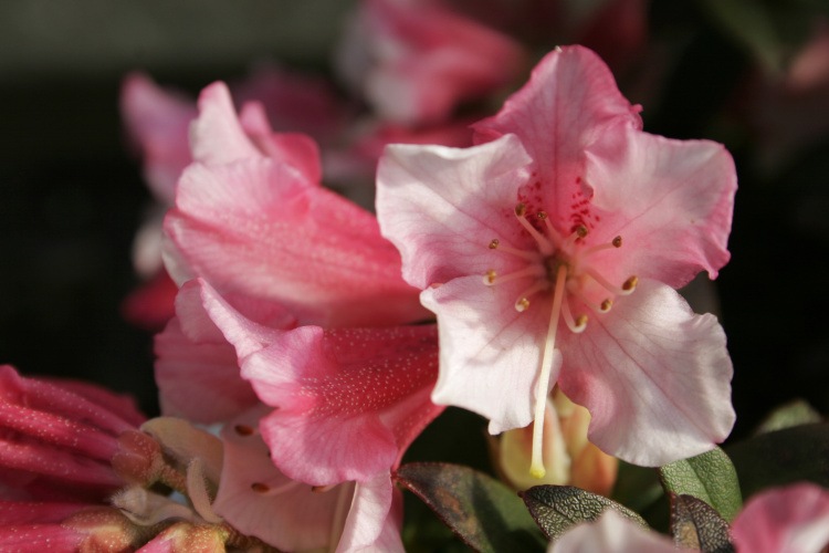 Rhododendron keiskei 'Wee Bee', Rhododendron keiskei 'Wee Bee' rosa