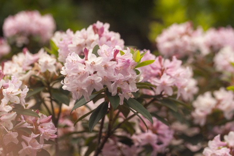 Rhododendron minus, Rhododendron minus rosa, spät