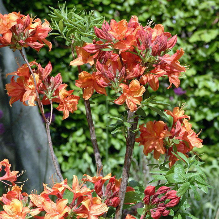 Rhododendron lut.'Golden Eagle', Sommergrüne Azalee leuchtend orange