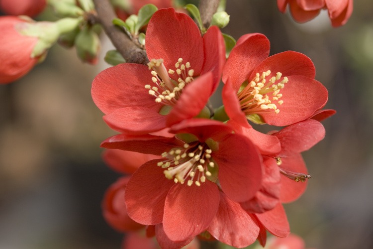 Chaenomeles 'Crimson and Gold', Zierquitte 'Crimson and Gold' rot