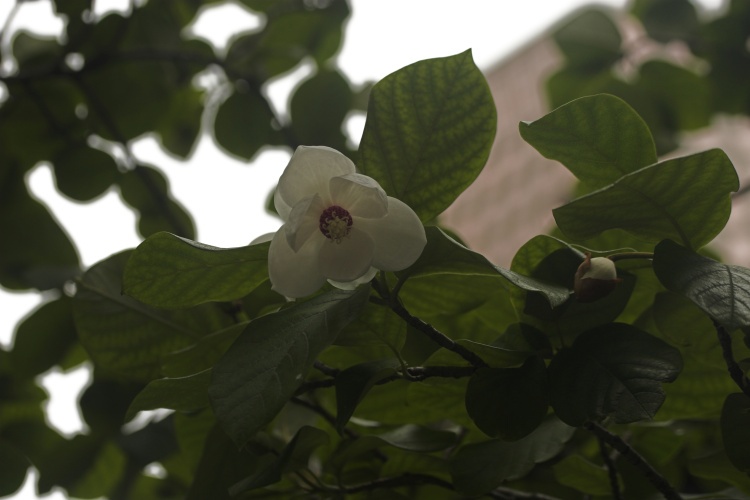 Magnolia sieboldii, Sommermagnolie, weiß