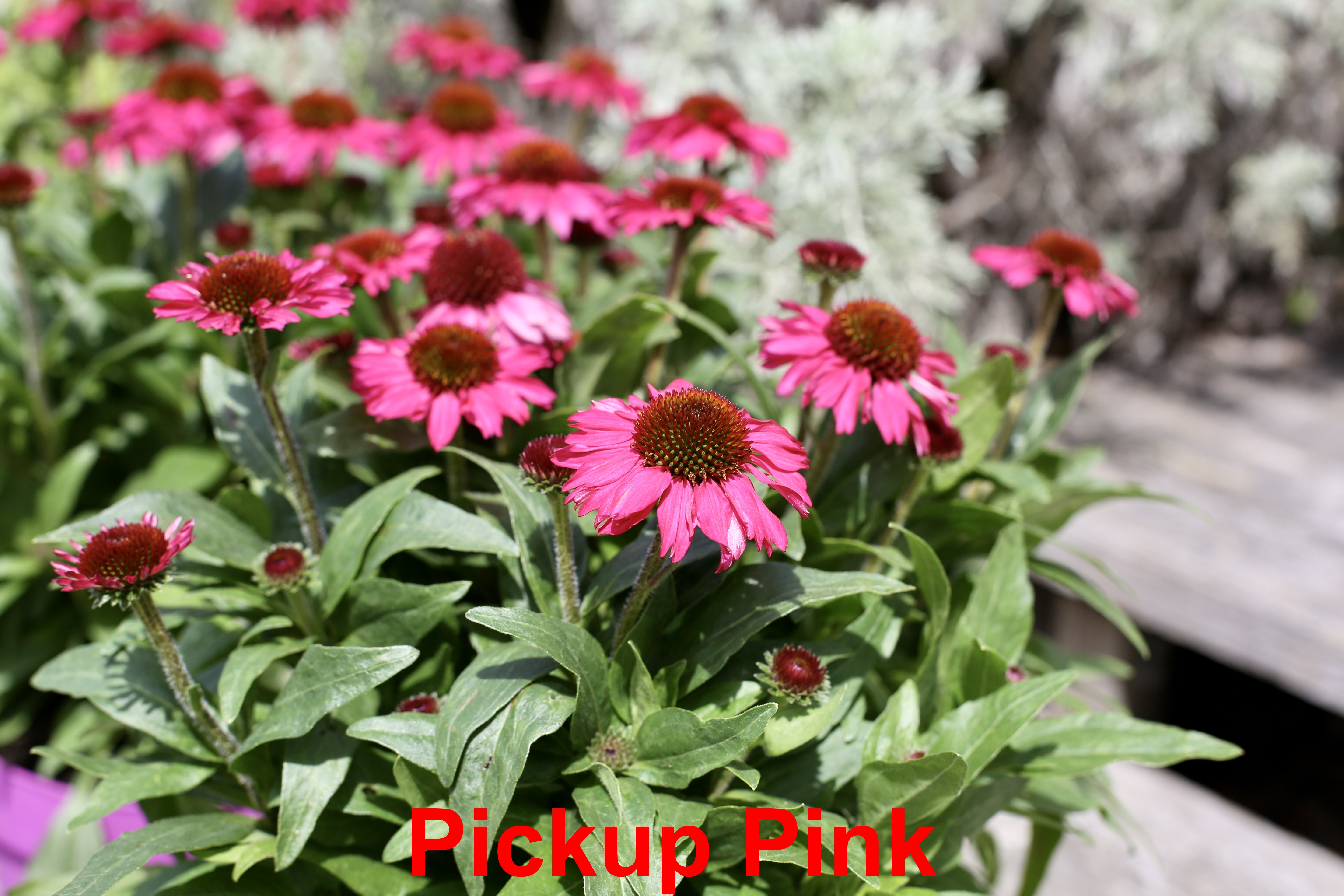 Echinacea 'Pickup Pink', 