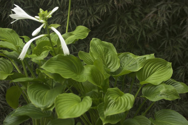 Hosta plantaginea 'Grandiflora', Duftende Garten-Lilien-Funkie