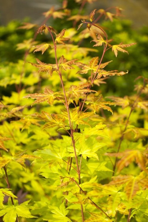 Acer palmatum 'Summer Gold', Fächerahorn 'Summer Gold' gelb