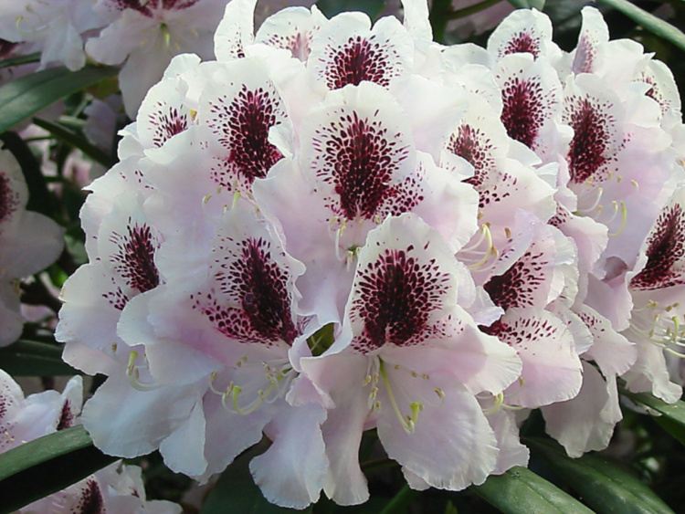 Rhododendron Hybr.'Calsap', Rhododendron-Hybride weiß,  brombeer Fleck